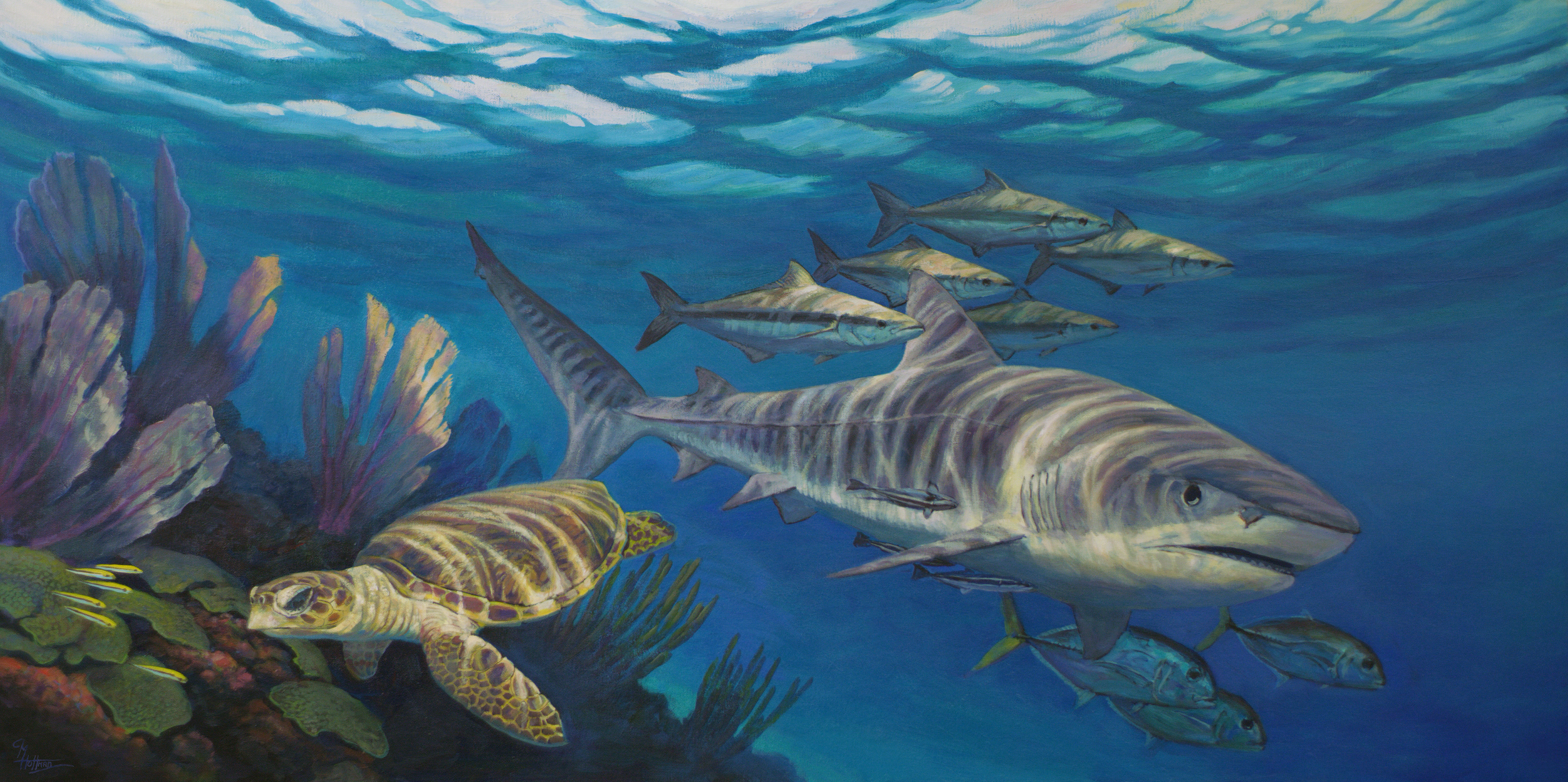 7475x3727 Michael Hoffman Marine Artist Marine Life Painting Stuart, Florida - Marine Life Painting