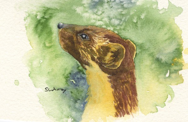 600x390 Pine Marten - Marten Painting