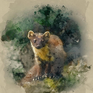 300x300 Pine Marten Art Fine Art America - Marten Painting