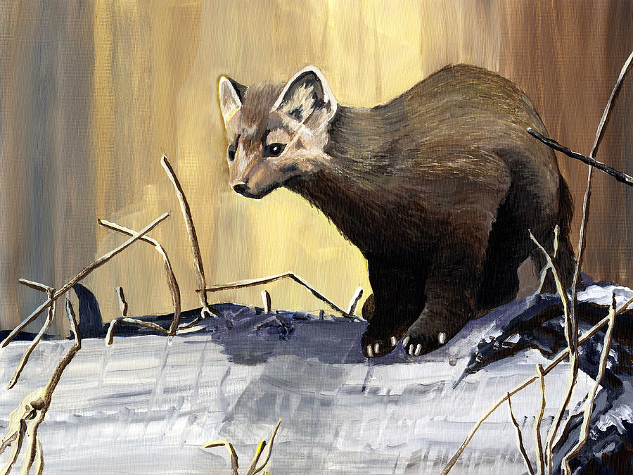 900x675 Pine Marten Painting By Geoffrey Goodwin - Marten Painting