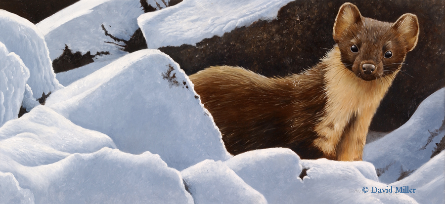 900x413 Pine Marten - Marten Painting