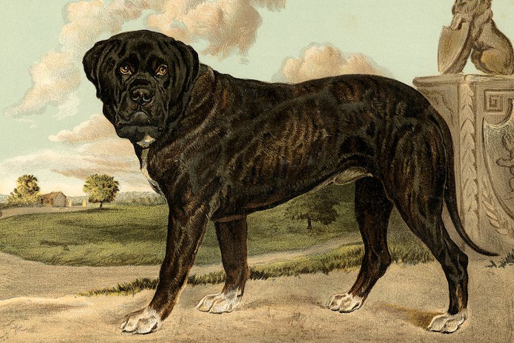 750x500 East Urban Home - Mastiff Painting