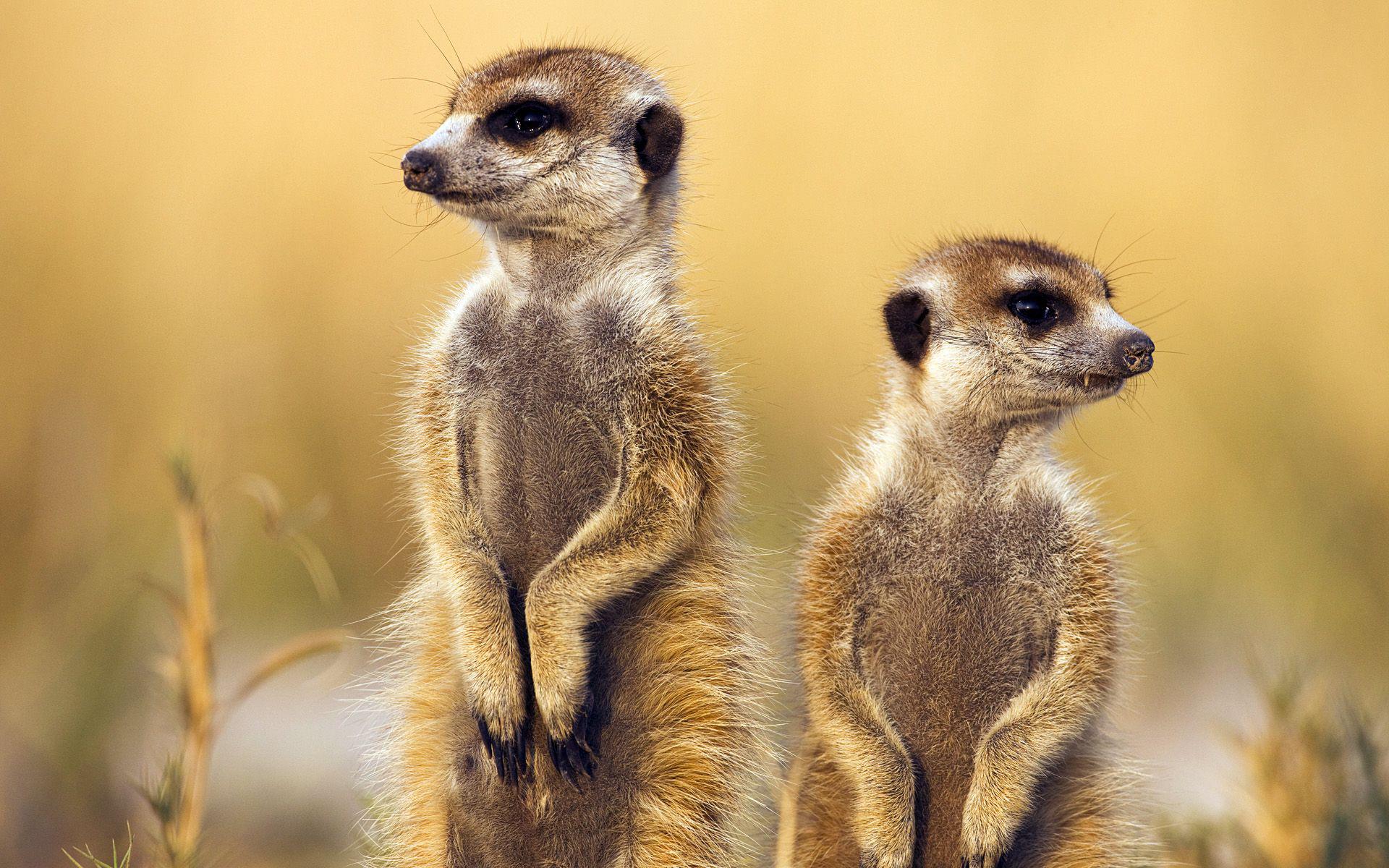 1920x1200 Meerkat Painting Hd Wallpaper, Background Images - Meerkat Painting