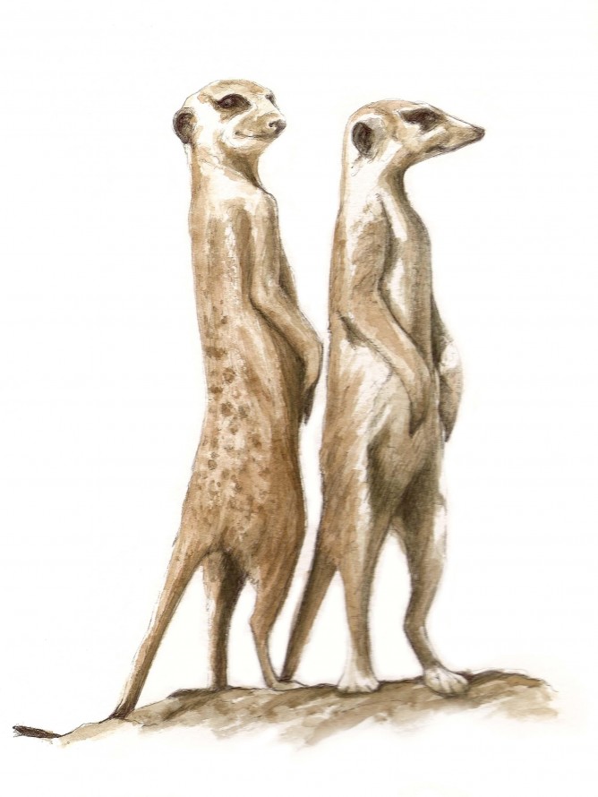 668x890 Richard Gore - Meerkat Painting