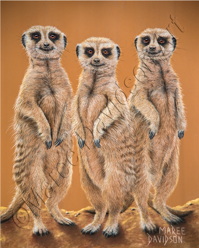 680x850 Meerkats Painting - Meerkat Painting