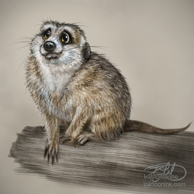 648x648 Meerkat Archives - Meerkat Painting