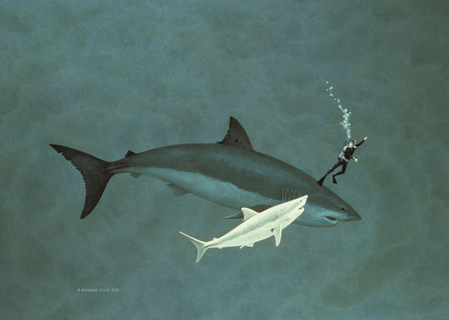 900x642 Megalodon Painting By Richard Ellis - Megalodon Painting