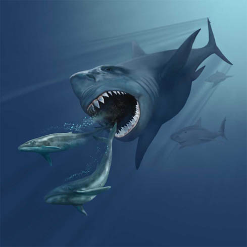 489x489 Megalodon Pictures - Megalodon Painting