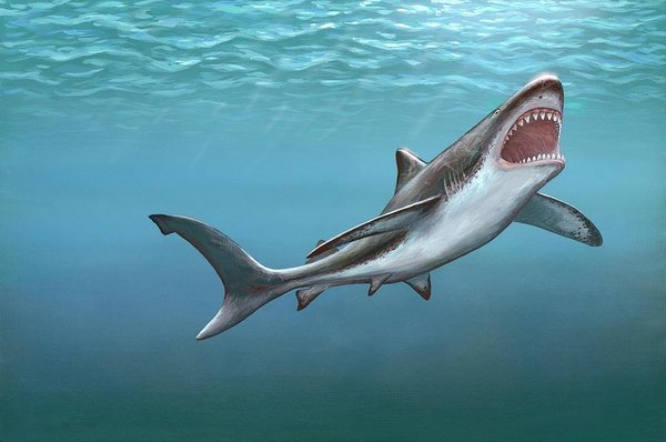 600x398 Megalodon Prehistoric Shark Art Print By Richard Bizley - Megalodon Painting