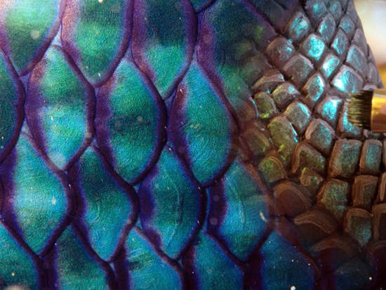 550x413 Pearl Mermaid Tail Painti By Cassandra Booth - Mermaid Tail Painting