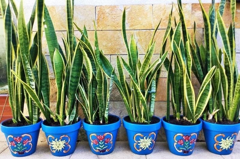 800x533 Pot Painting With Mexican Motif - Mexican Flower Painting