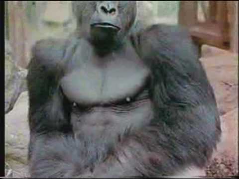 480x360 Meet Michael - Michael The Gorilla Painting