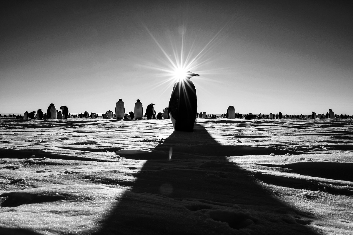 1200x798 Thematic Pictures, 17 October 2016 (Painting Antarctica - Midnight Sun Painting