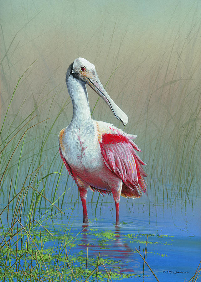 642x900 Roseate Spoonbill Painting By Mike Brown - Mike Brown Painting