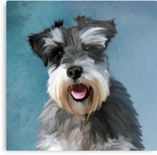 550x545 Miniature Schnauzer Dog Water Color Art Painting Metal Prints By - Miniature Schnauzer Painting