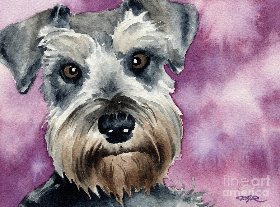 900x666 Miniature Schnauzer Painting By David Rogers - Miniature Schnauzer Painting