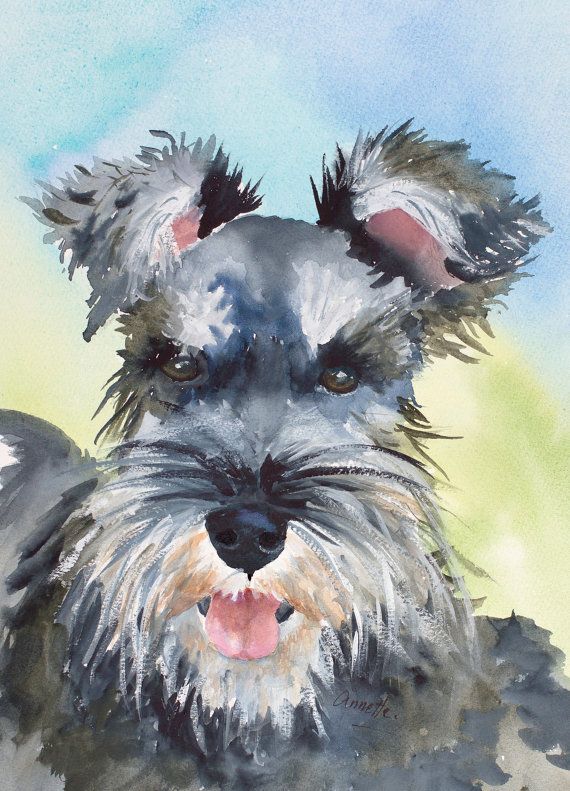 570x791 Schnauzer, Schnauzer Painting Schnauzer Portrait Dog Art, Minature - Miniature Schnauzer Painting