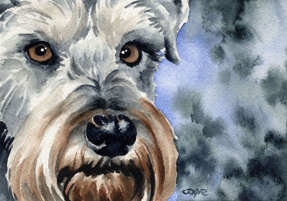 1000x703 Miniature Schnauzer Art Print Painting Dog 8 X 10 Signed By Artist - Miniature Schnauzer Painting