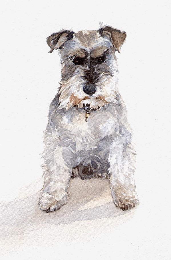 Miniature Schnauzer Painting At Paintingvalley Com Explore Collection