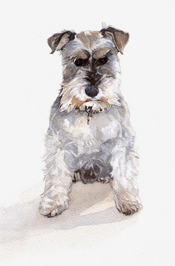 Miniature Schnauzer Painting at PaintingValley.com | Explore collection ...