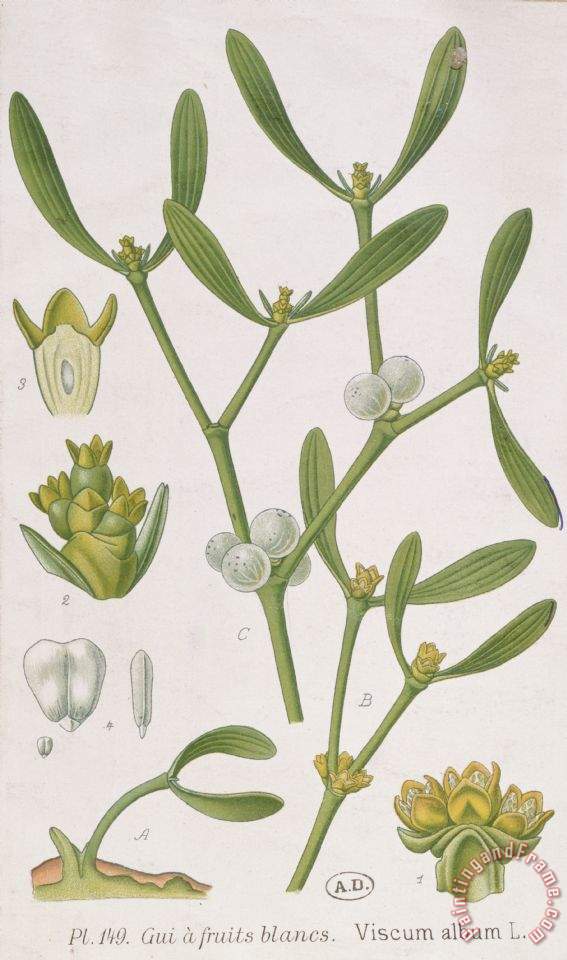 567x960 Elizabeth Blackwell Mistletoe Painting - Mistletoe Painting