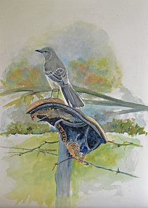 213x300 Mockingbird Paintings Fine Art America - Mockingbird Painting