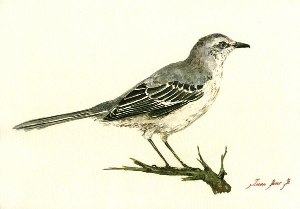 600x419 Northern Mockingbird Art Print By Juan Bosco - Mockingbird Painting