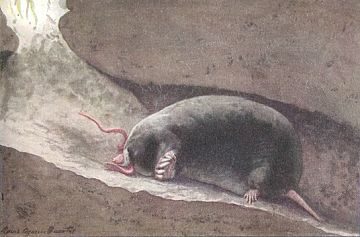 360x237 Mammals Moles - Mole Painting