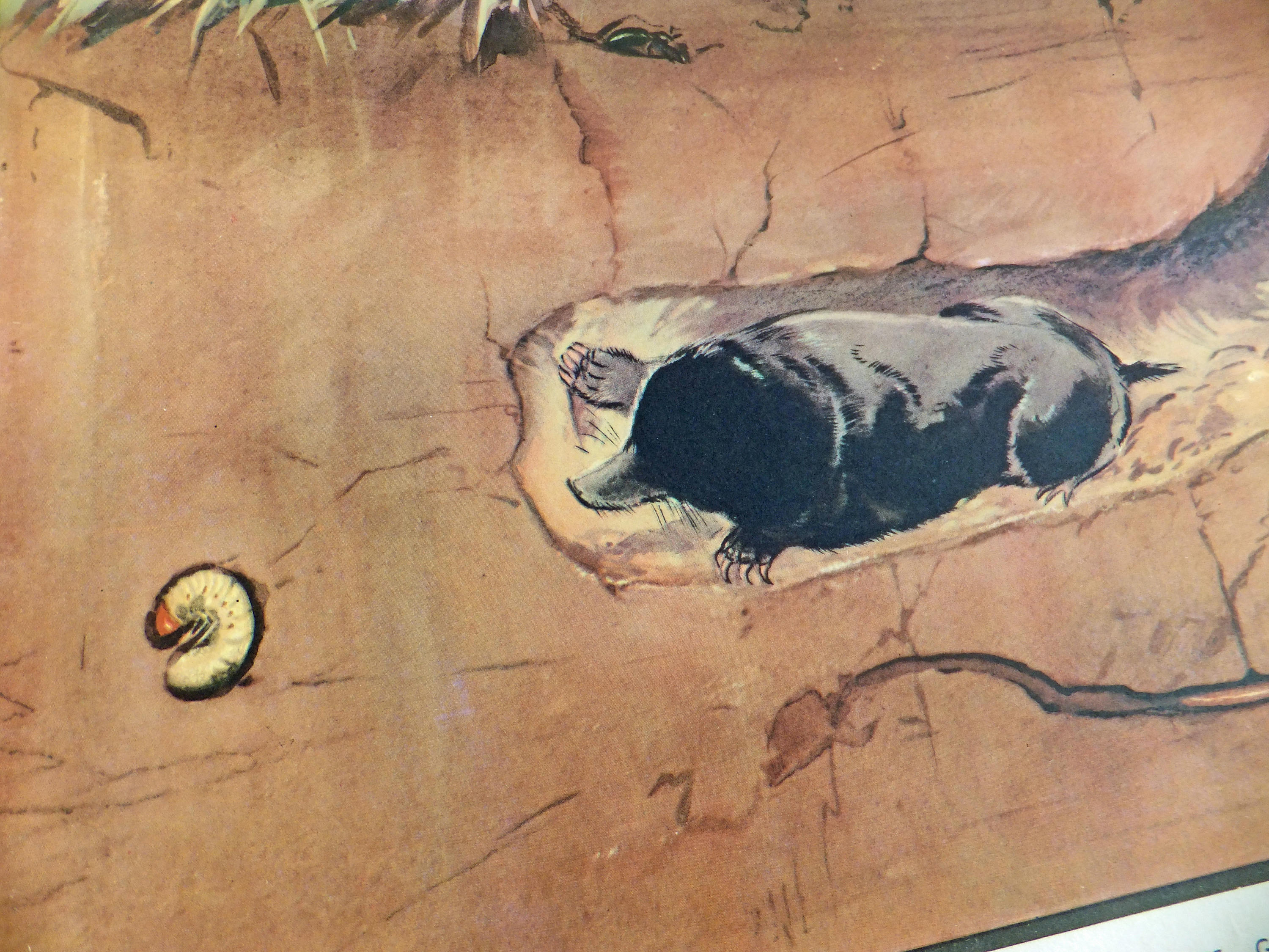 3000x2250 Old School Poster, Mole Print, Enid Blyton Poster, Classroom Decor - Mole Painting