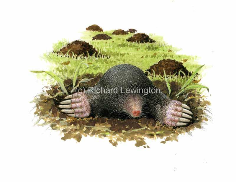 800x617 Other Vertebrates - Mole Painting