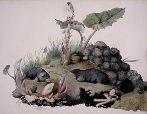 300x232 European Mole Art Fine Art America - Mole Painting