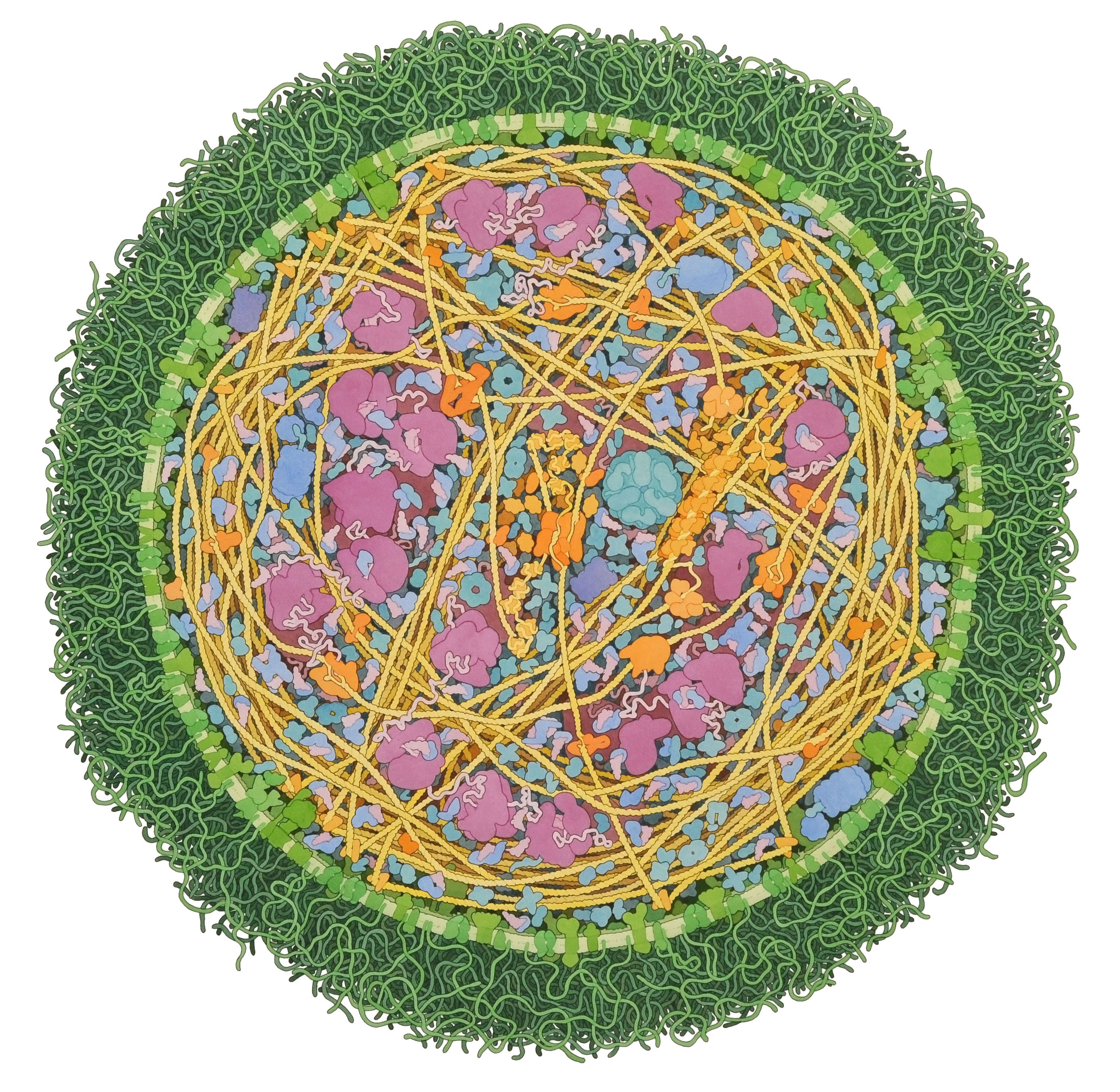 2772x2703 Home Of David S. Goodsell - Molecular Painting