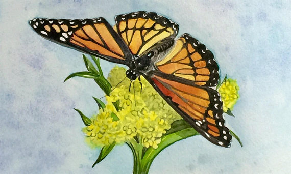 570x342 Monarch Butterfly Watercolor Monarch Butterfly Painting - Monarch Butterfly Painting