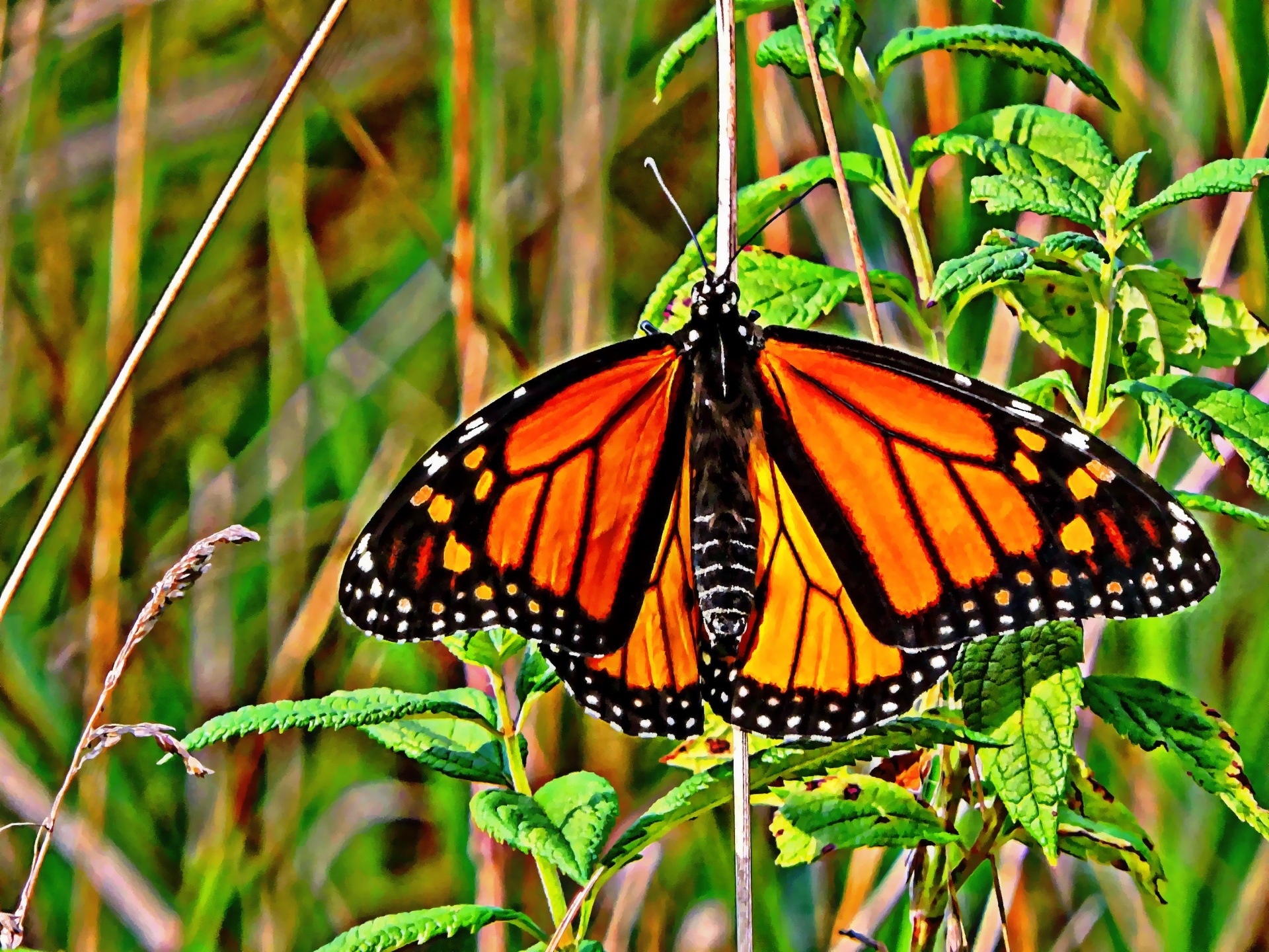 1920x1440 Monarch Butterfly Painting Free Stock Photo - Monarch Butterfly Painting