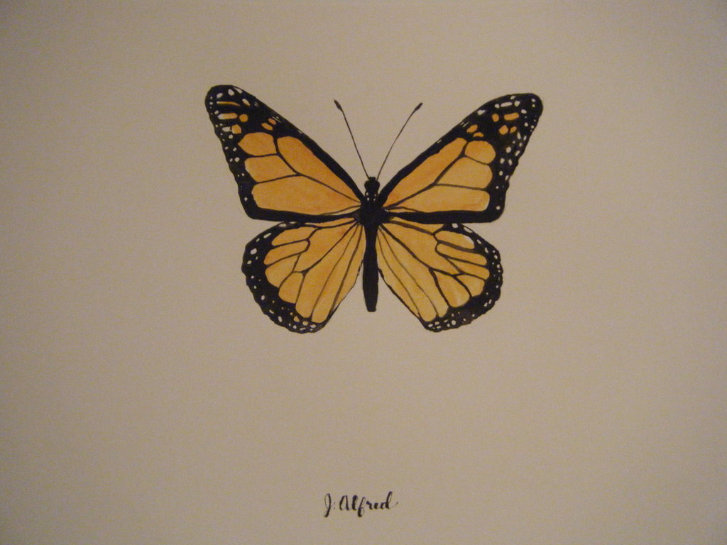 1024x768 Monarch Butterfly Specimen Painting By Jayalfred - Monarch Painting