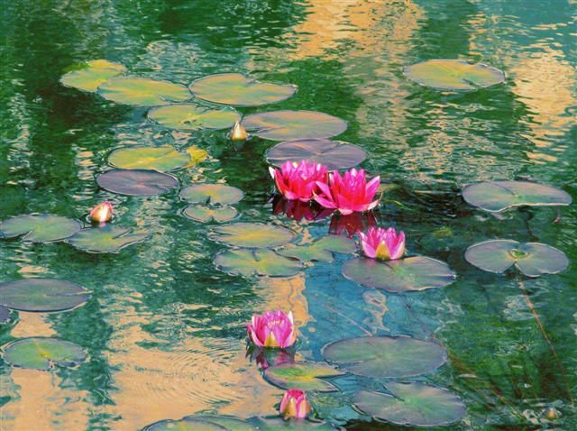 640x478 This Is A Photo, Not Lily Pad Painting By Monet - Monet Lily Pads Painting