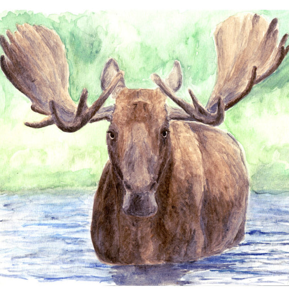 570x571 Moose Print Moose Art Moose Painting Wildlife Artwork - Moose Head Painting