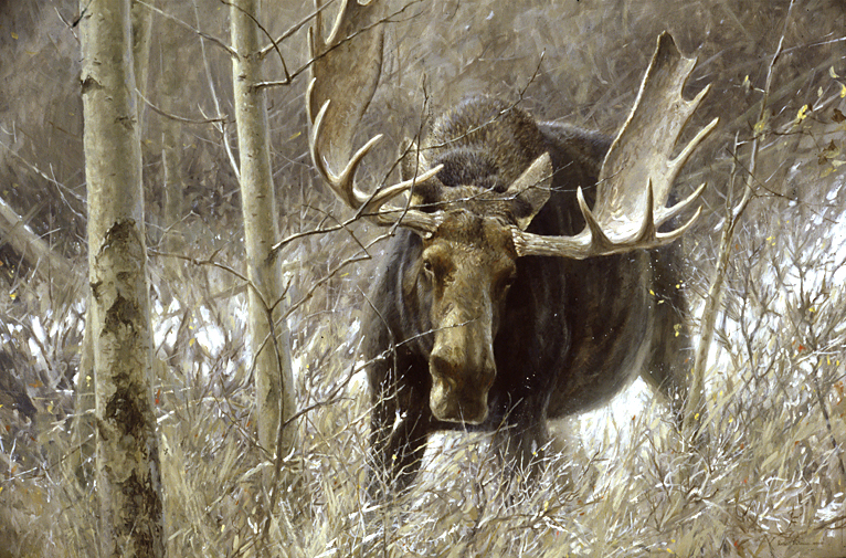 766x505 Robert Bateman - Moose Head Painting