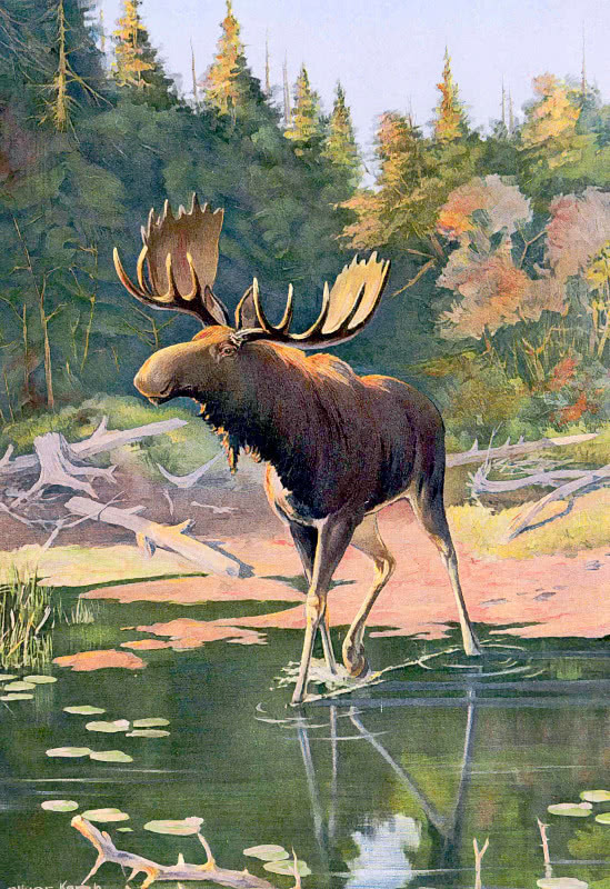 549x800 Moose Painting - Moose Painting