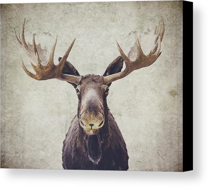 678x609 Moose Canvas Print Canvas Art By Nastasia Cook - Moose Painting Canvas