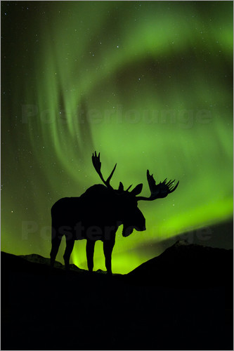 333x500 John Hyde Moose Silhouette With Aurora Borealis Poster Posterlounge - Moose Silhouette Painting