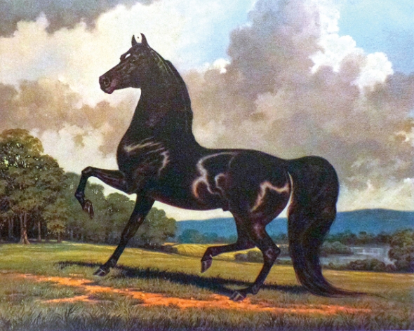 590x472 Morgan Horse Museum To Feature Paintings Of Famed Breeder - Morgan Horse Painting