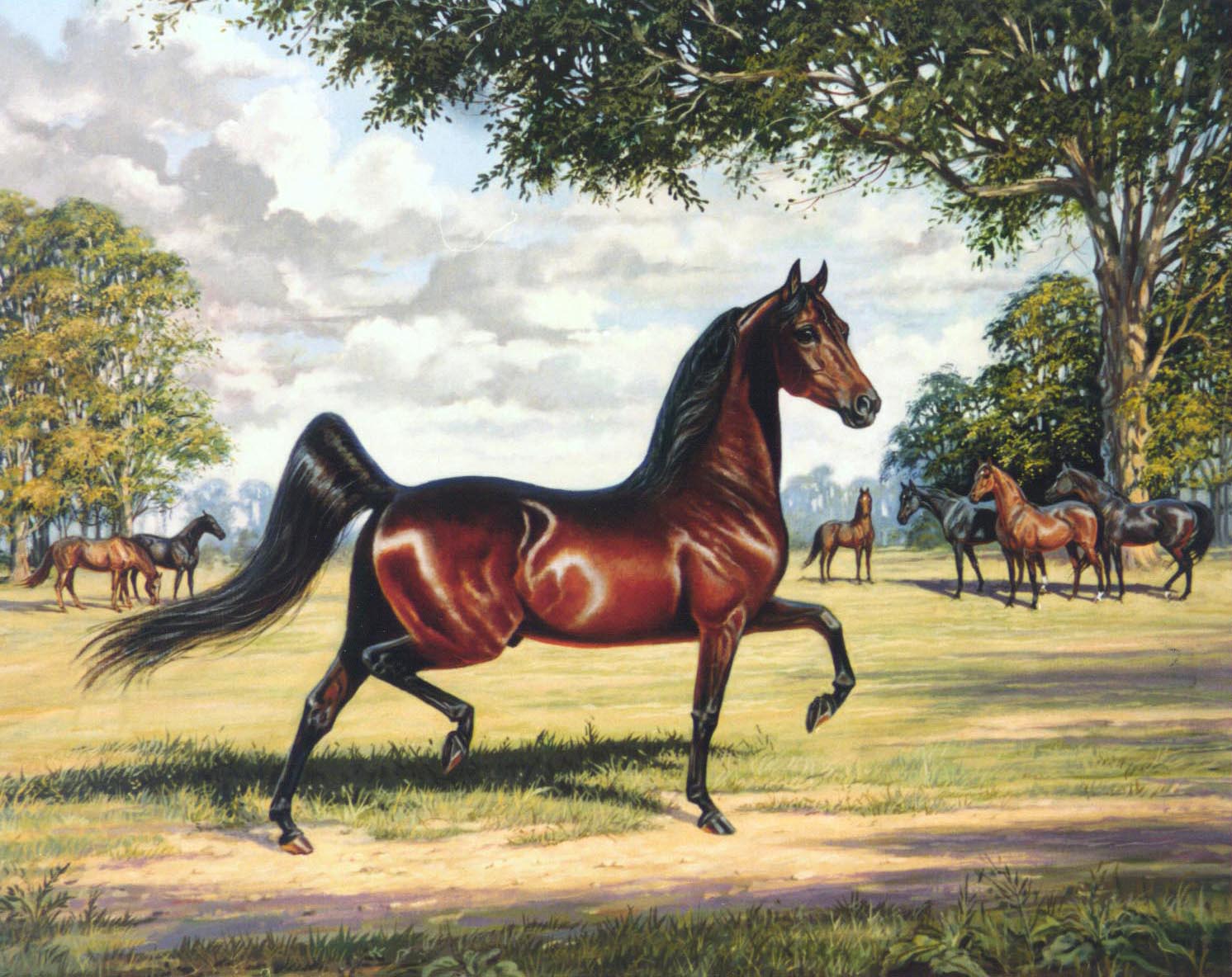 1492x1184 Uvm Springfield Paradisemorgans - Morgan Horse Painting