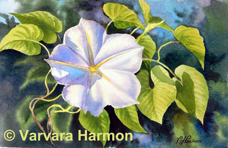 450x292 Morning Glory, Original Floral Watercolor Painting By Varvara Harmon - Morning Glory Painting