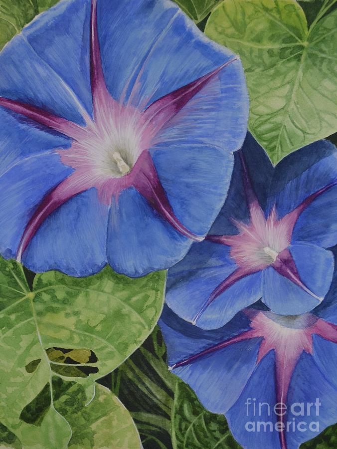 676x900 Morning Glory Painting - Morning Glory Painting
