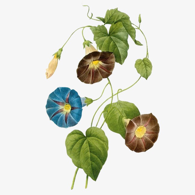 650x650 Realistic Painting Flowers Hand, Plant, Hand Painted Realism - Morning Glory Painting