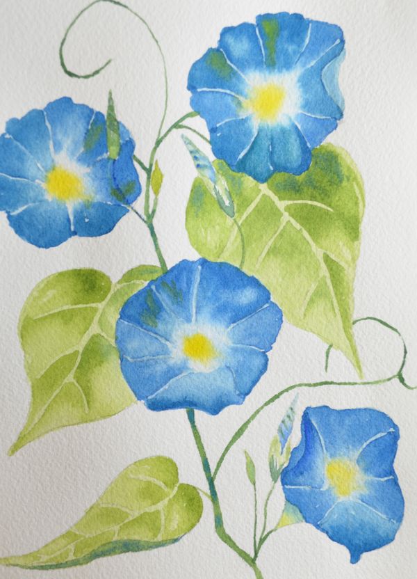 600x832 Art, Fine Art Watercolor Painting Of Blue Morning Glories - Morning Glory Painting
