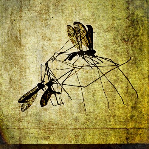 500x500 Mosquito Abstract Painting - Mosquito Painting