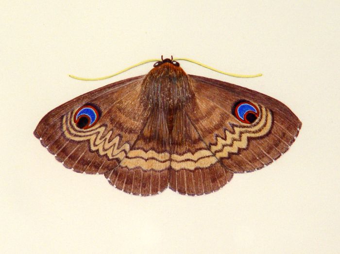 700x524 Knot Garden With Moth - Moth Painting