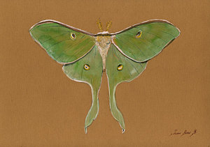 300x211 Luna Moth Paintings Fine Art America - Moth Painting